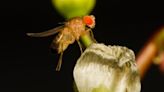 Chinese fruit fly genomes reveal global migrations, repeated evolution | Cornell Chronicle