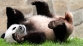 Giant pandas coming back to DC