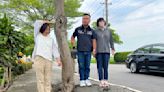 民雄路樹竄根影響行車 公所研擬規畫步道保路樹兼顧安全