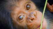 5. A Baby Chimp's Story