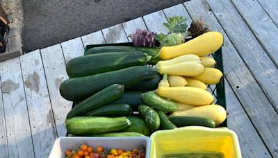 How to know when your summer garden is ready to harvest