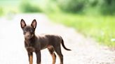 Australian Geographic Shares Adorable Video of Kelpie Puppies and It’s Cuteness Overload