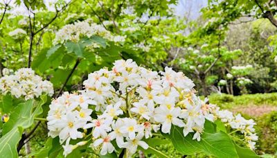 《好客竹縣》賞花攻略出刊！全台海拔最高紫色繡球花 5月即將盛開 | 蕃新聞