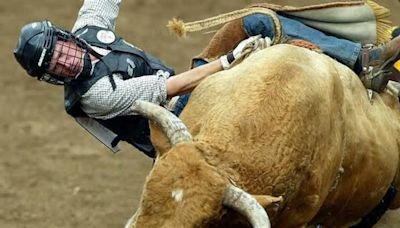 Fiera di Roma, la rivolta animalista: cancellato il rodeo dei tori