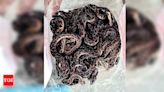 Snake with 25 babies found in lift duct in Dombivli | Thane News - Times of India