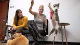 You might find your fur-ever friend at this new cat cafe opening in downtown Puyallup