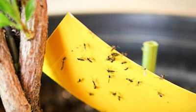 Get Rid of Gnats Once and for All with These Hacks