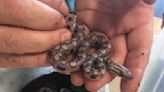 Ronaldo the snake has 14 babies after rare ‘virgin birth’ at college | ITV News