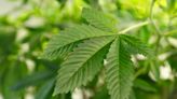 Trulieve Cannabis' quarterly loss narrows on demand boost