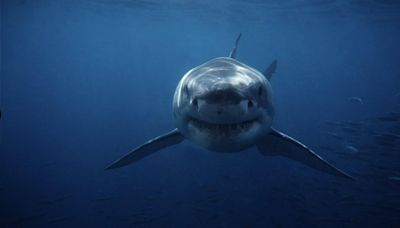 Don't type this code into Netflix if you're scared of sharks