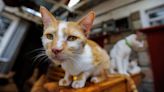 Me-ow! Kenyan feline lovers fret over cat-tax plan