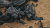 Altas temperaturas reducen nacimiento de tortugas macho en Malasia