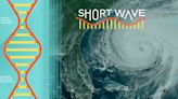 We're in for a brutal hurricane season, according to predictions : Short Wave