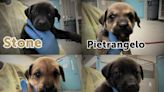 Animal shelter names puppies after Golden Knights players, dubbed ‘Playoff Pups’