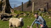 John Fagan: Adding tyfon to a reseed is a great way to fatten lambs