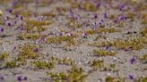 Flowers Erupt in Hostile Desert