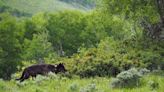 Colorado's reintroduced wolves will wander widely, likely even to Front Range, officials say