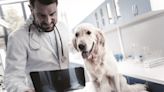 Pre-Op Prep: 7 things your veterinarian wants you to know before your pet has surgery