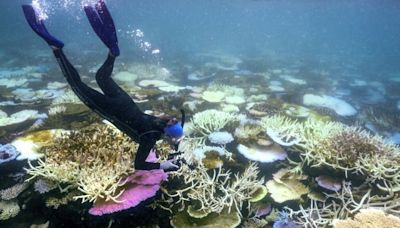 Great Barrier Reef bleaching crisis 'like a bushfire underwater'