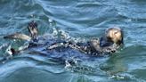 Santa Cruz's surfboard stealing sea otter returns, officials tell public to keep distance