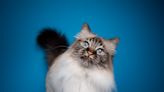 Fluffy Cat Loves to Break Dance on Tabletops and People Can't Get Enough