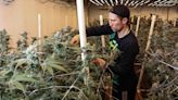 Hemp-based cannabis production, sales thrive on both sides of Mississippi River despite patchwork of laws