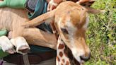 Newborn scimitar-horned oryx joins herd at Lion Country Safari