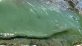 Toxic blue-green algae confirmed at Georgina’s Roches Point Pier