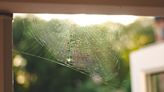 9 expert tips for spider-proofing your home this autumn