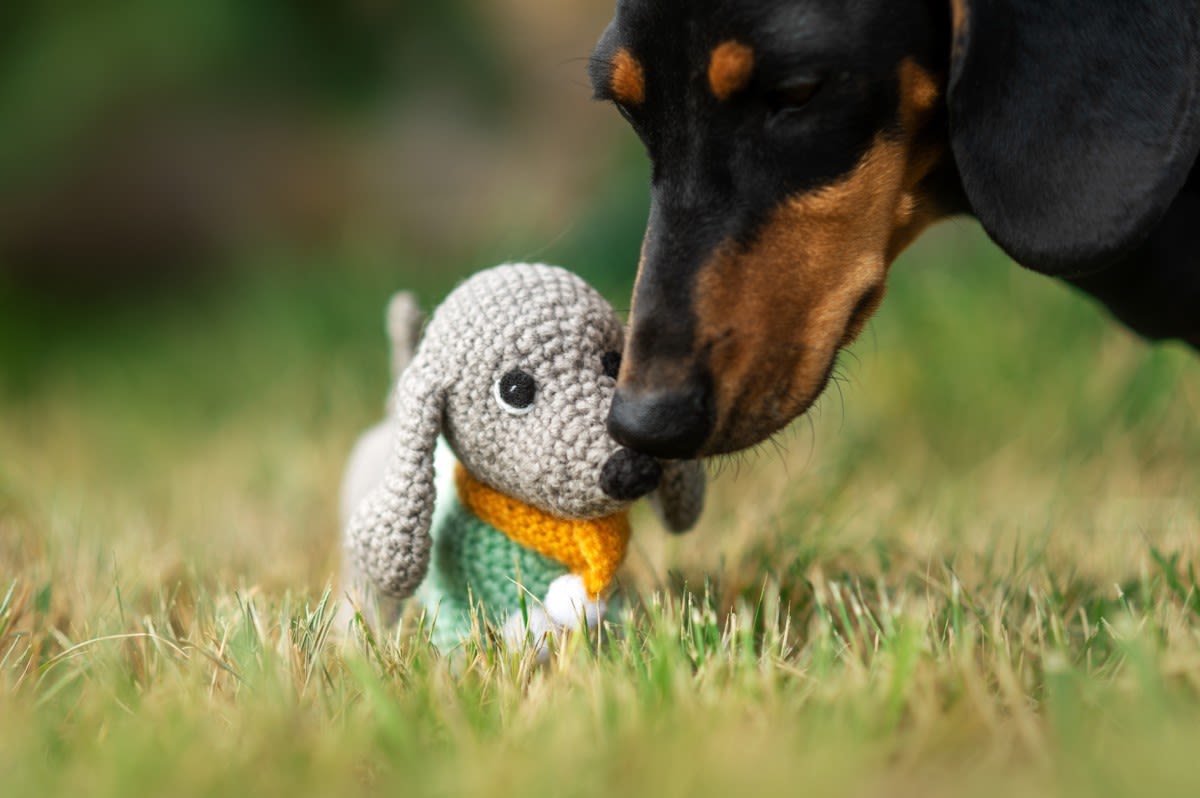 Dachshund Mix Bringing All His 'Babies' Out in the Sunshine Is Cuteness Overload