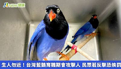 生人勿近！台灣藍鵲育雛期會攻擊人 民眾若反擊恐挨罰 | 蕃新聞