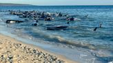 Dozens of pilot whales beach on western Australian coast