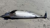 Beached whale on NJ beach causes social media confusion