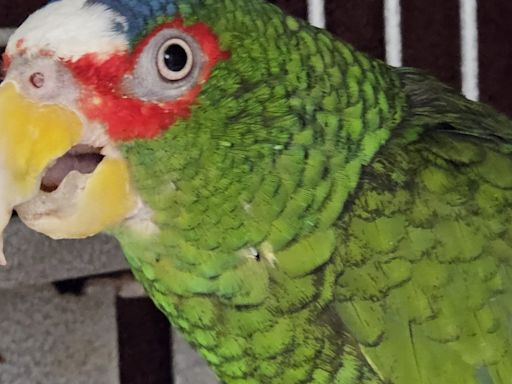 Pepper, the cursing bird who went viral for his foul mouth, has found his forever home