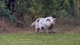 Kevin Bacon (the pig) is footloose in Gettysburg: 6 degrees of separation from his owner