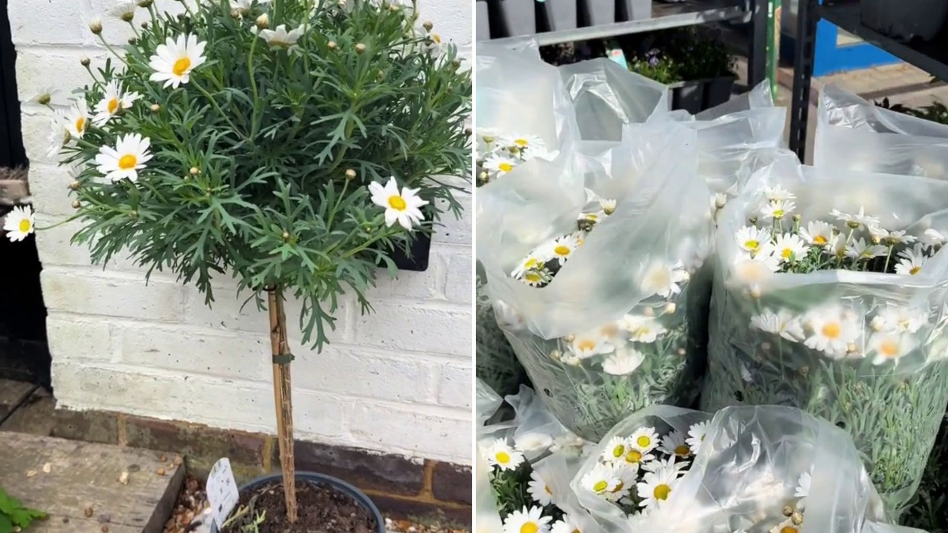 Fans rave about Lidl’s new plants that will beautify your garden for under £10