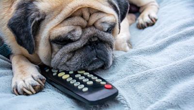 Siblings Host Movie Night for Their 16 Dogs and People Have Never Been More Jealous