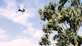 Apuestan por drones para cultivar mango en Guerrero