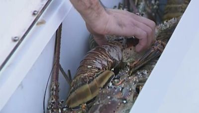 Florida's lobster mini-season is underway, "bug hunters" are hoping to bag their limit