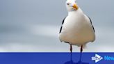 Tighter rules protecting herring gulls 'reducing householders to tears'