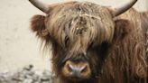 Roosevelt Park Zoo mourns loss of Scottish Highland bull