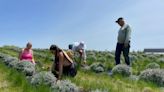 Local lavender farm opening to public as 'agritourism destination'