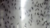 Letters to the Editor: Don't freak out over these genetically modified mosquitoes