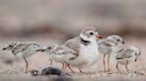 National Bird Day: These are some of the species most at risk of extinction in the US