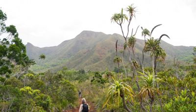 'Innocuous-looking' fern wins world record for largest genome