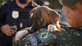 Makeshift shelter saves hundreds of dogs from floods