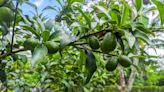 Avocado tree care and growing guide: expert tips for success