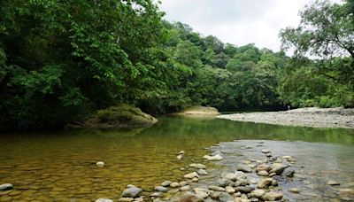 River creature — with a white ‘collar’ — discovered as a new species in Colombia