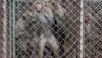 'Monkey city' at war with brutal macaque gangs – they're going for their nuts