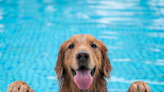 Golden Retriever ‘Moving Ball With His Mind’ in the Pool Immediately Goes Viral